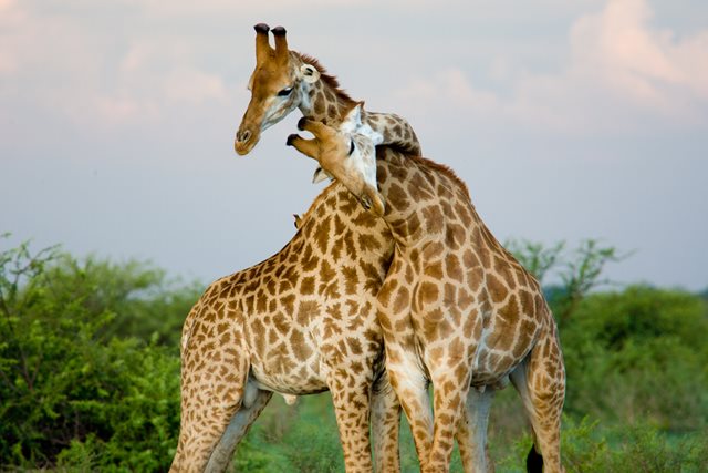 How do Giraffes Communicate? Facts About Giraffe Communication
